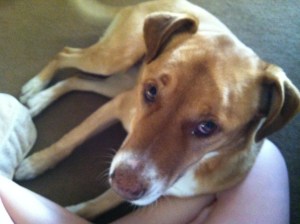 "But I want to sit in your lap, not on that incredibly comfortable dog bed right next to me!"