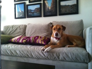"...I can lay on the couch! Perfect! Now Paige can stop telling me to lay down & rubbing that giant platypus thing on the floor."