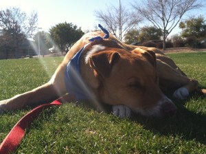 "Must stay awake. Must stay awake. Ugh. So sleepy...."