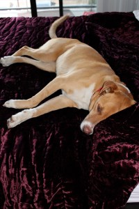 "Dang I could get used to this life for sureeeee."