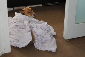 I looked back from the laundry room & this was literally what I saw. "Hey Paige, you wanted me to make myself a burrito right? Not bring them?"