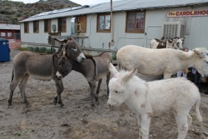 Donkeys, donkeys everywhere!