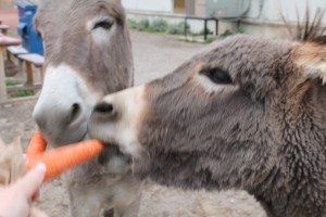 Feeding a donkey with my Aunt Leslie!