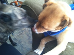 Kisses!! (Guinness always moves so fast that he's blurry)