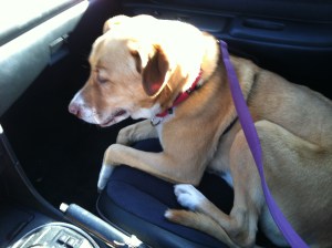 "Being a copilot is fun!"