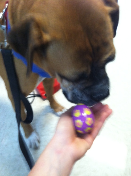 We found 64 eggs.  She got a giant bag of dog treats for all of her hard work!