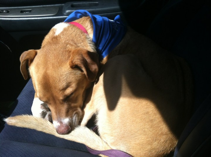 Snoozing on the way to Pet Club!