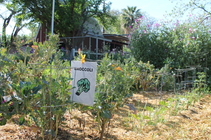 A dozen or so fruits & vegetables for the kids to pick/dig up and then taste!