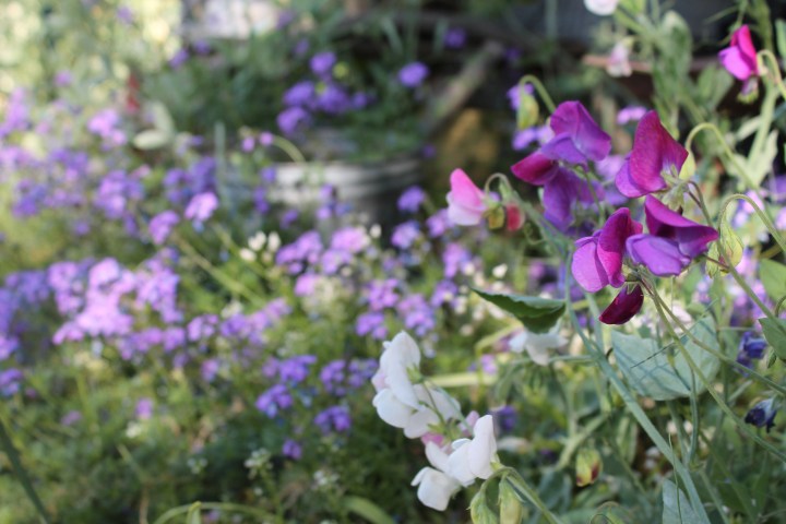 Flowers for them to cut & smell, then put into milk bottle vases as a take-home souvenir!
