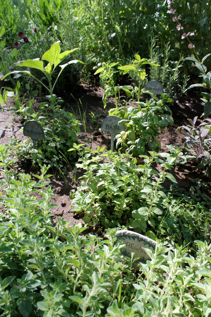 A huge herb garden to smell!