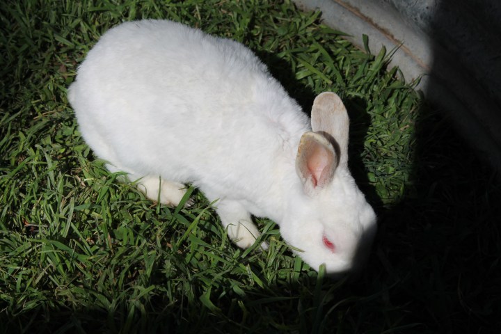 An albino bunny!!!!!!!