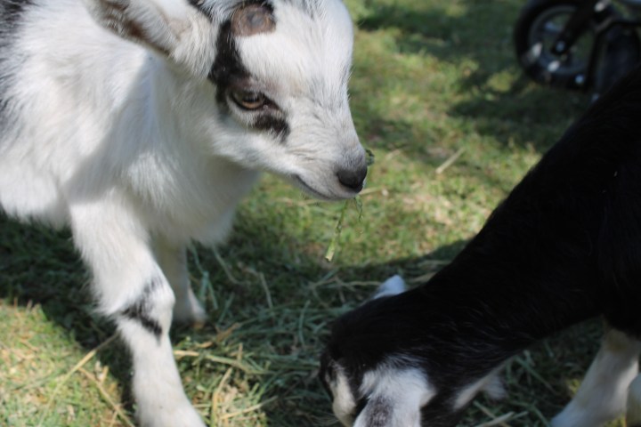 The baby goats, Sweet Pea & Moses.  They're six-week old twins!