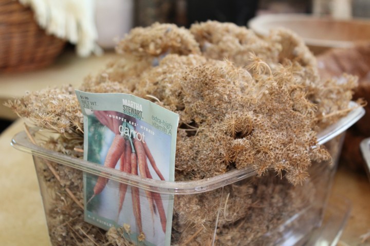 Who knew carrot seeds were so teeny, stuck in those big "flower" bundles!?
