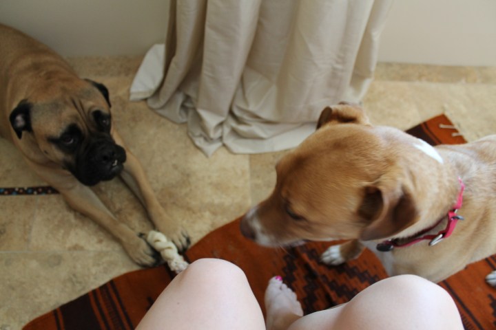 Winona & Sunny "playing"!!!!!!! Not.