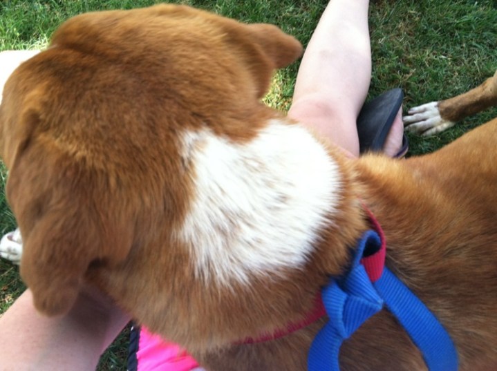 This is my left arm and left leg, straightened out, while my right leg was tucked Indian style. Mango just crawled right on top of me.