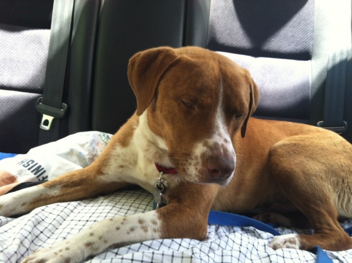 Mango is riding the struggle bus