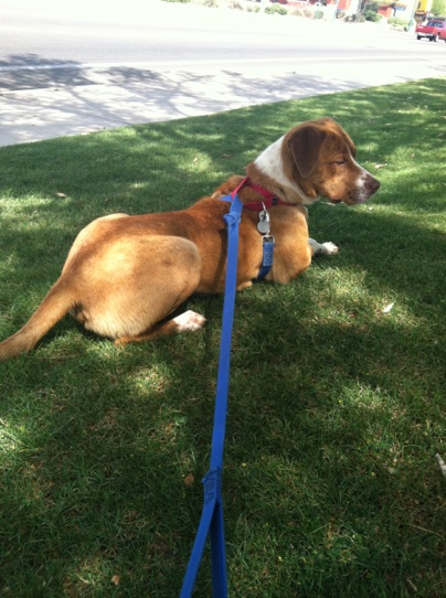 Mango sitting & watching the other dogs play, wishing he could join :(