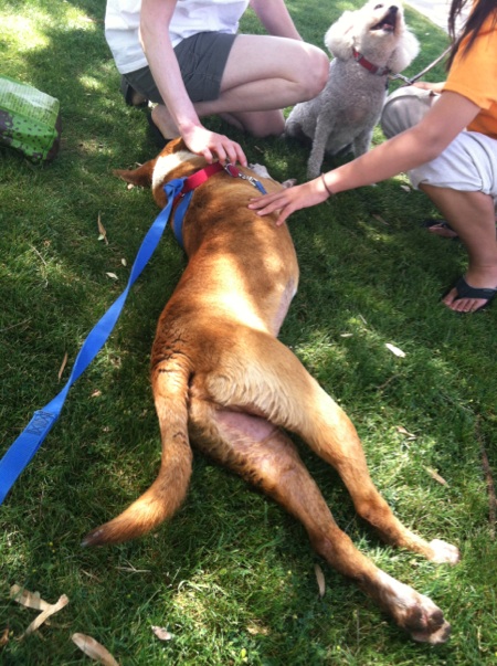 Mango gets a massage instead :(